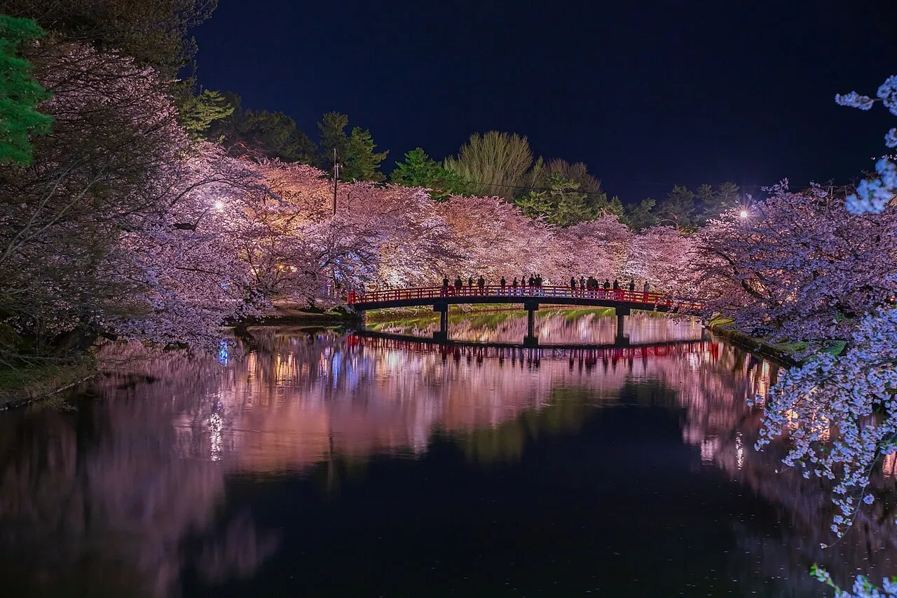 Cherry trees in full bloom lit up at night around a moat with a red bridge, reflected in the water.