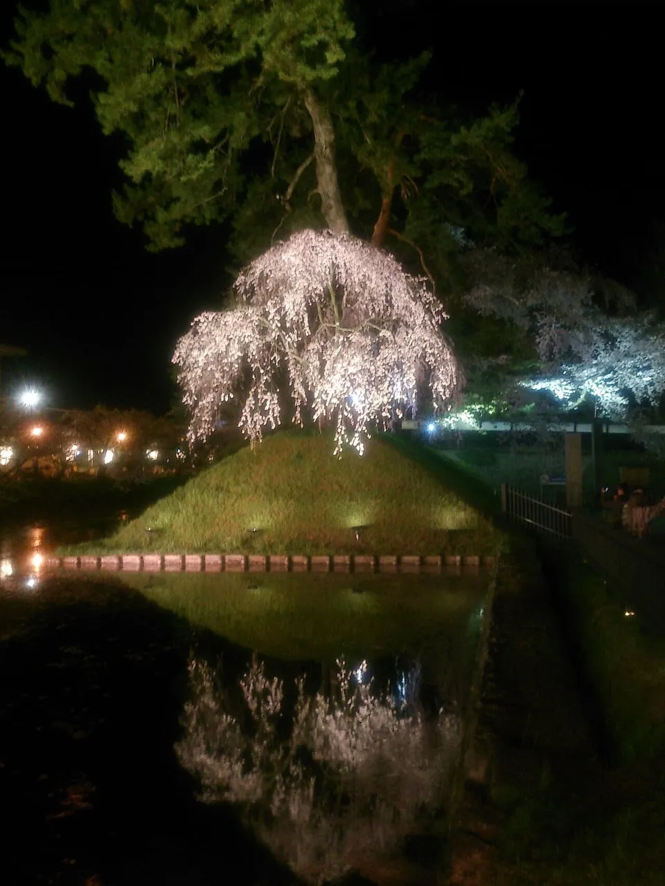 A weeping cherry tree lit white at night above a dark moat.