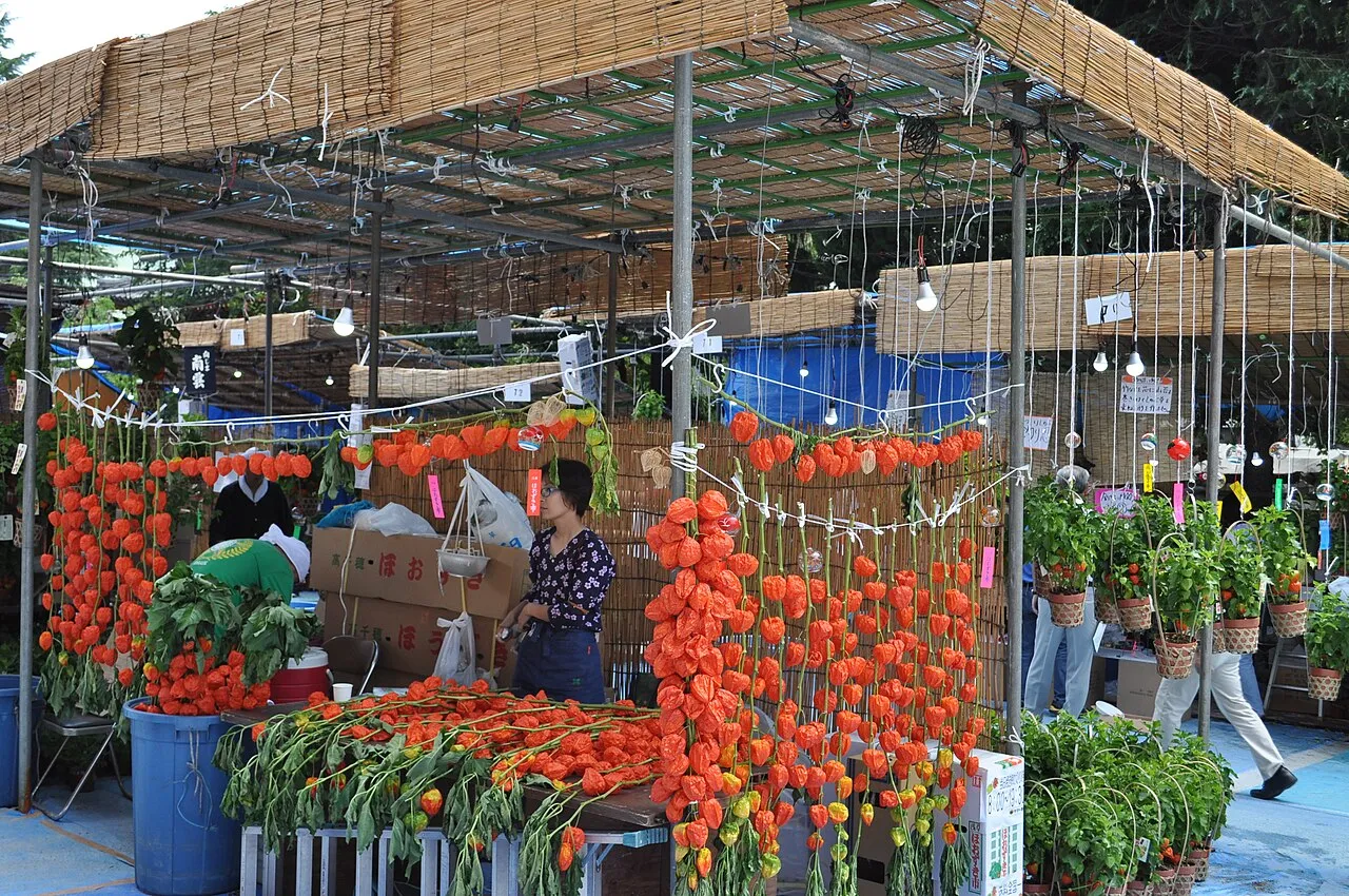 A stall under a reed awning hung with bunches of orange hōzuki and potted plants.