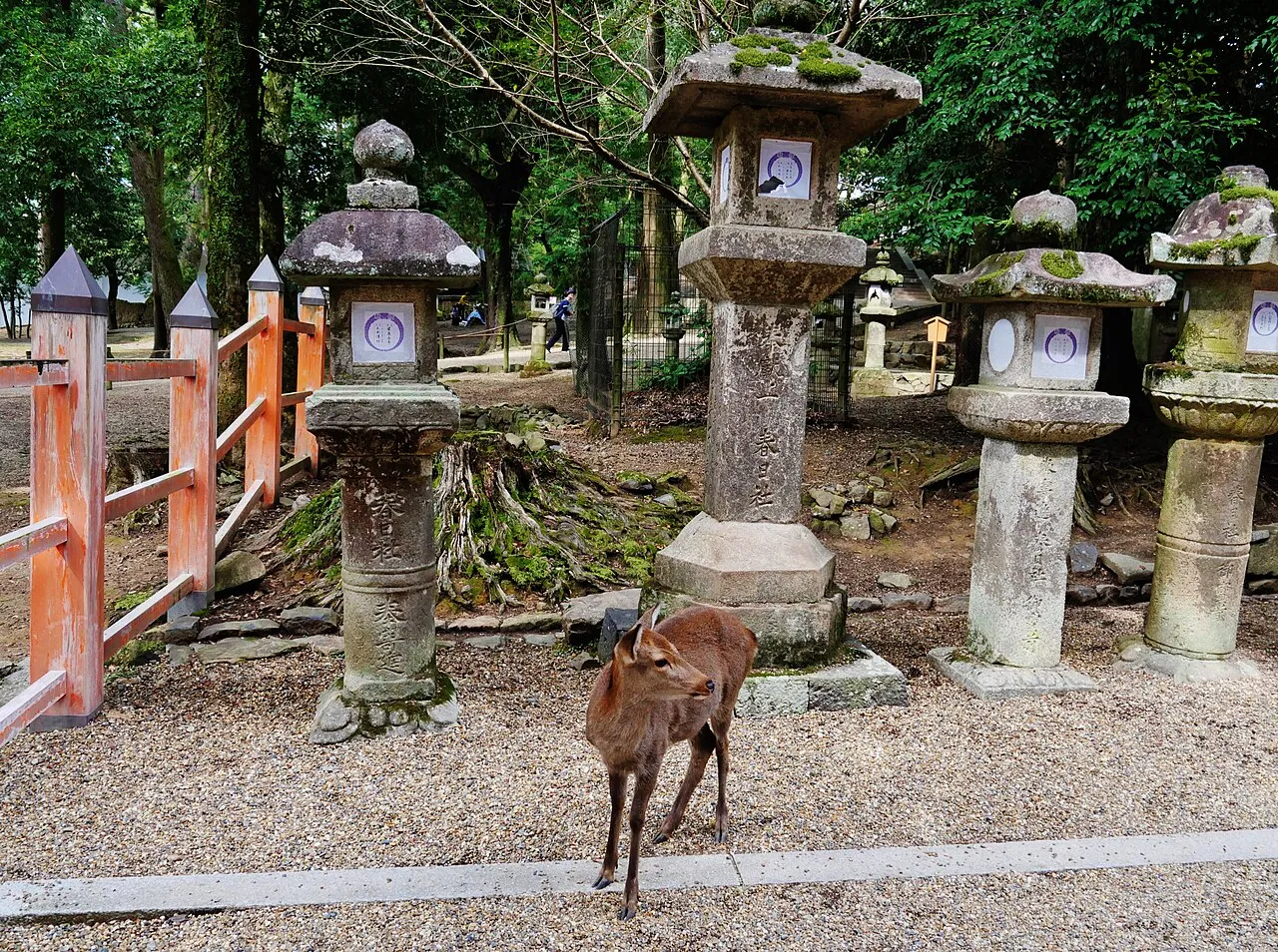 A deer standing among moss-covered stone lanterns beside a vermilion fence at Kasuga Taisha.