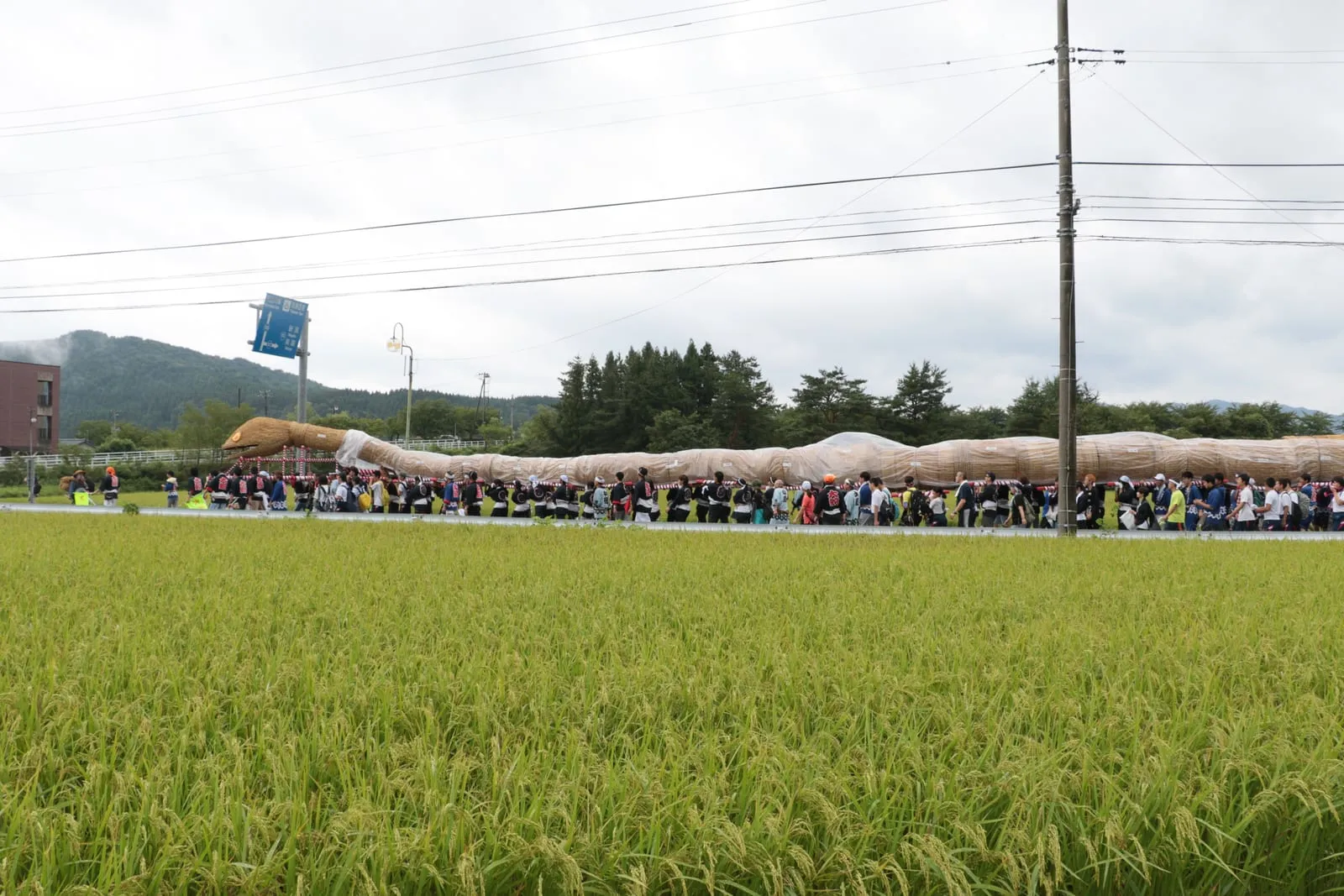 The long straw snake stretches along a road beyond a green rice field, with mountains behind.