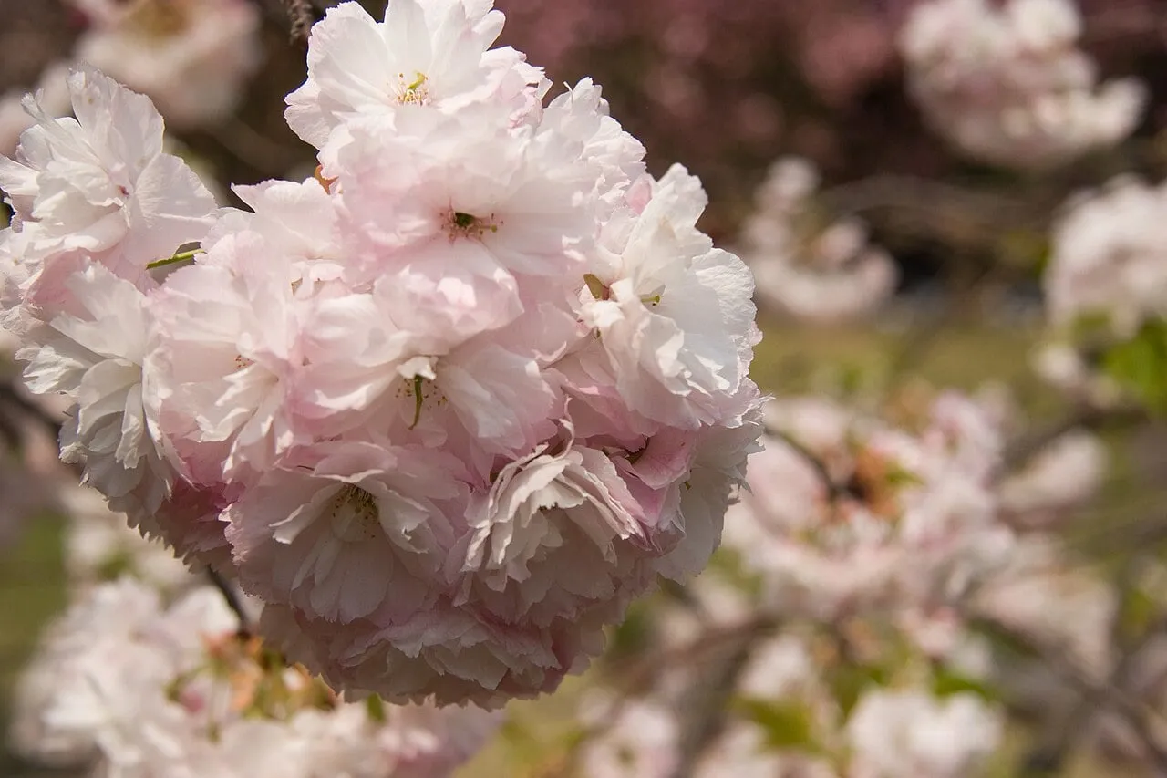 Close-up of full, many-petalled pale pink cherry blossoms.