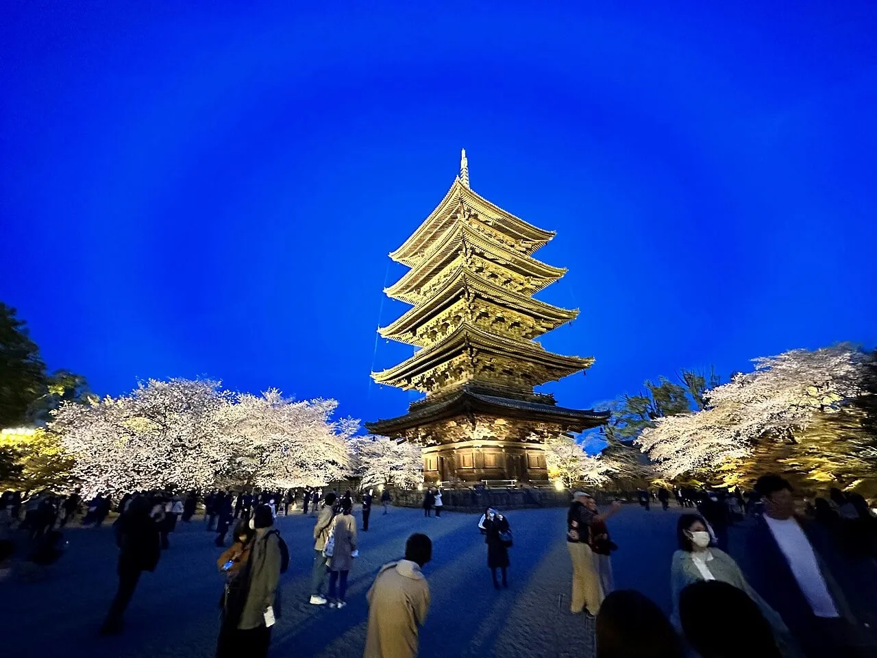 A five-storey pagoda lit gold at night above white cherry trees in bloom.