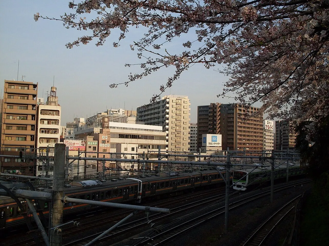 Cherry branches in bloom hang over a wide bundle of railway tracks with city buildings behind.