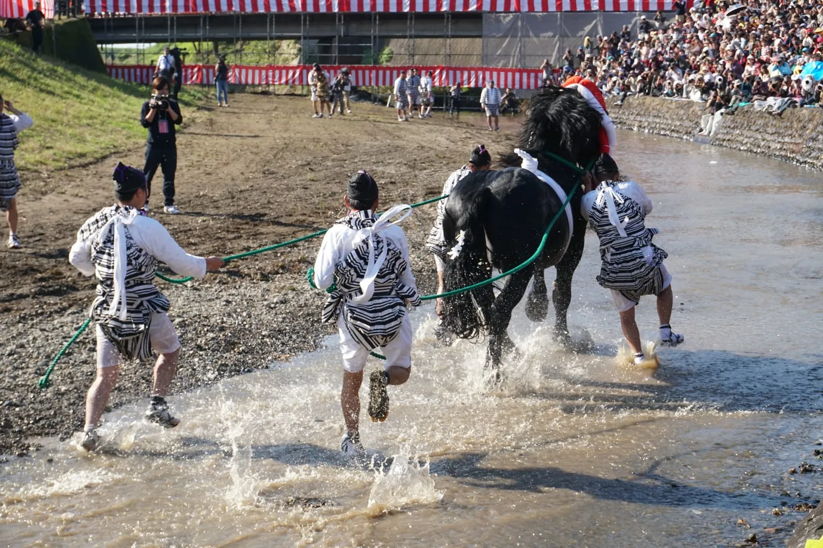 Men in white patterned costumes run a black horse through a shallow river while crowds watch from the bank.